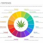 Terpene Territory